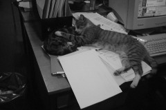 On aime les chats